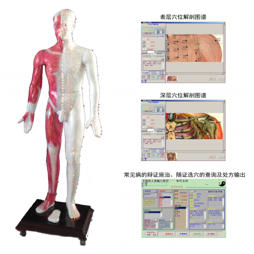 光電感應多媒體人體針灸穴位發光模型